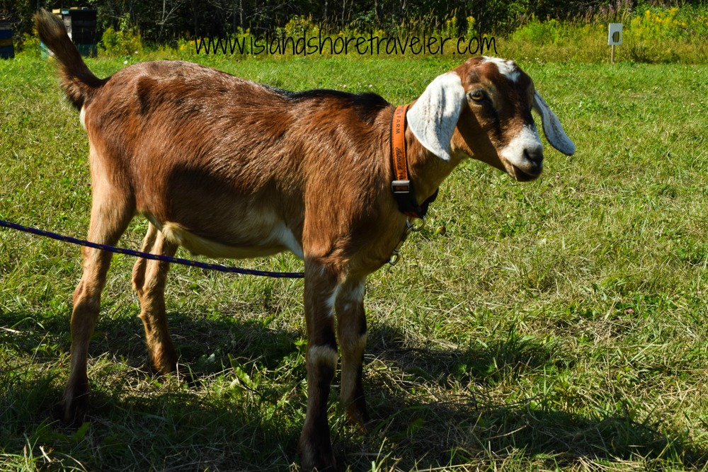 Goat at Island Hill Farm, PEI